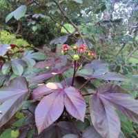 Jatropha gossypiifolia L.